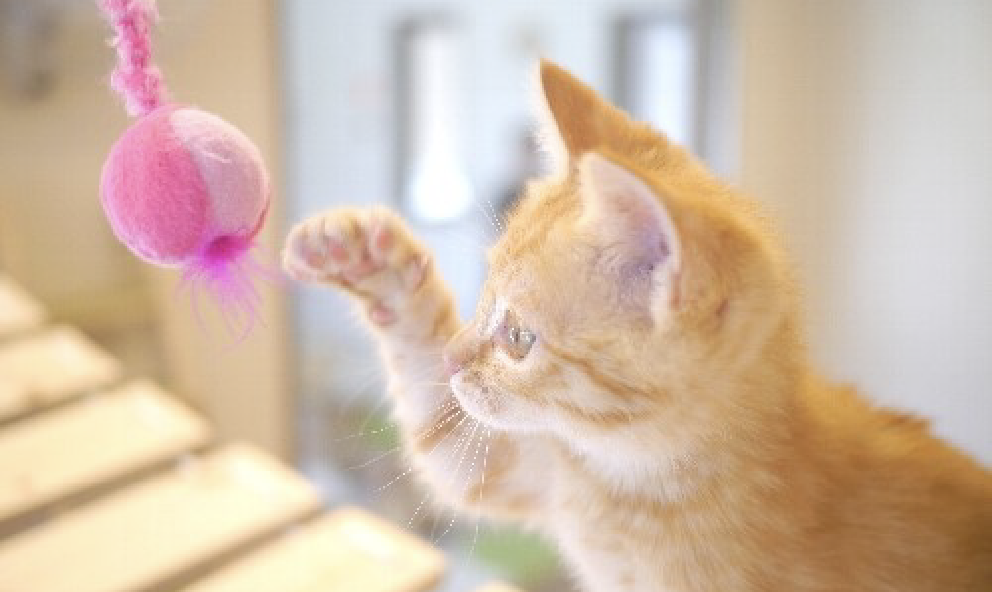 子猫